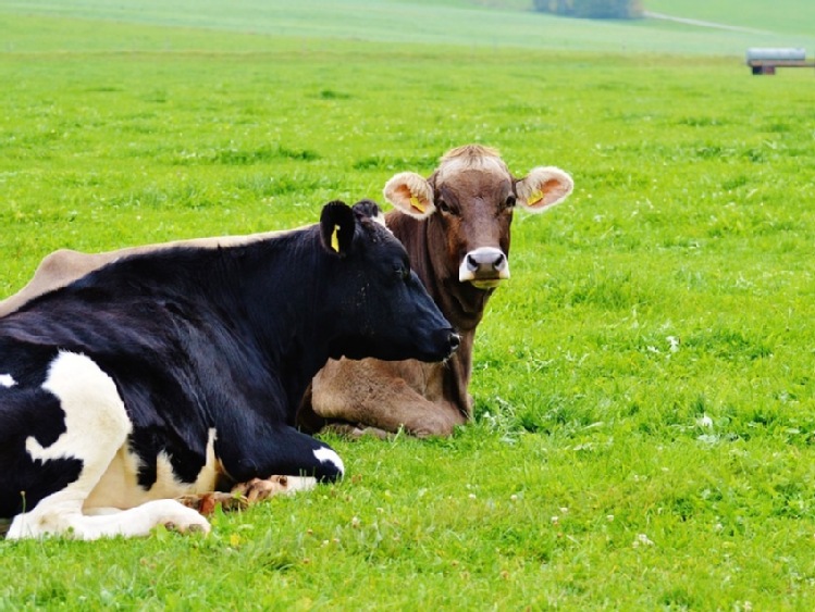 Zjednoczone Królestwo: Produkcja mleka wciąż niższa niż rok temu